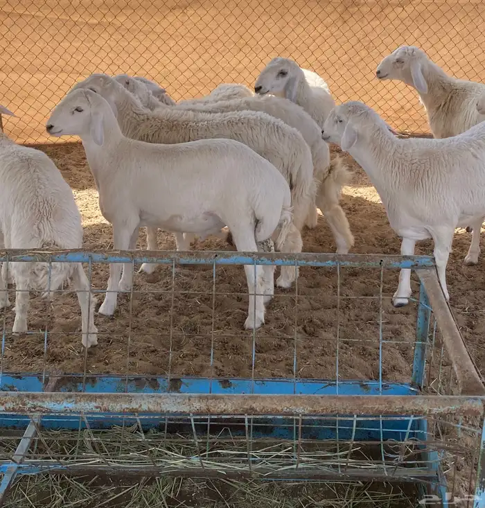 طليان تم البيع 3