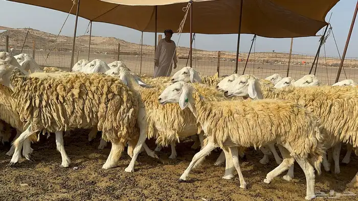 غنم حرية حرش 55 يتبعها 1 3