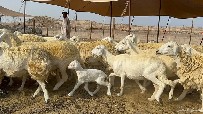 غنم حرية حرش 55 يتبعها 1 0