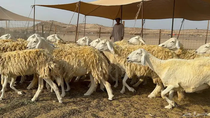 غنم حرية حرش 55 يتبعها 1 2