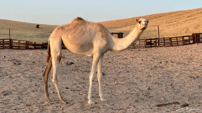 بكره حره 0