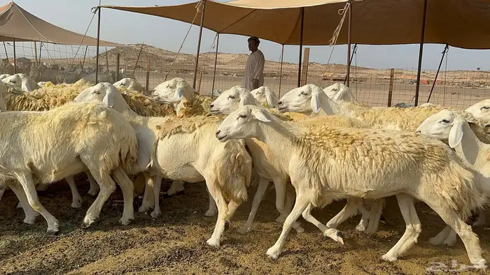 غنم حرية حرش 55 يتبعها 1 1