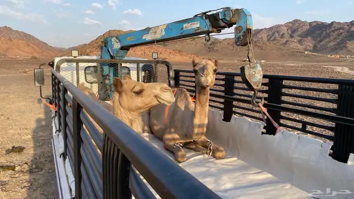 دينا هدروليك ونش 1