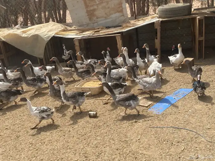 وز للبيع 3