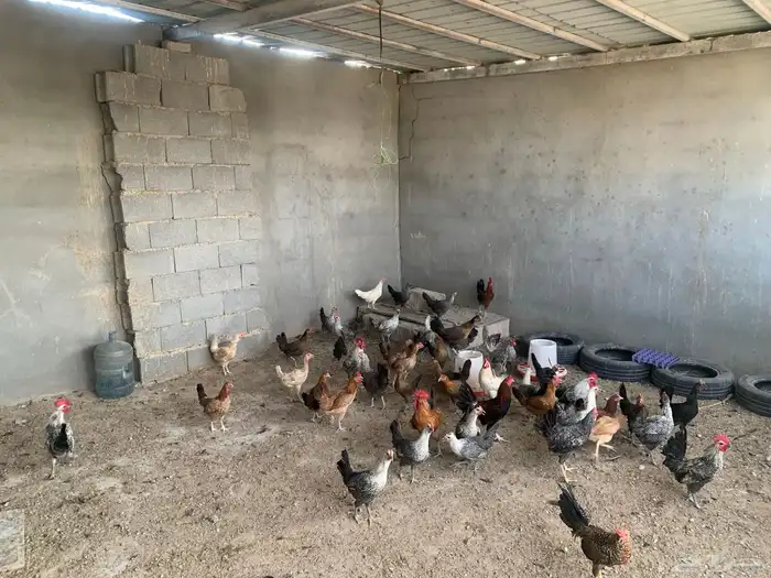 دجاج بلدي مشكل بياض فيه من فيومي وفواتح 1