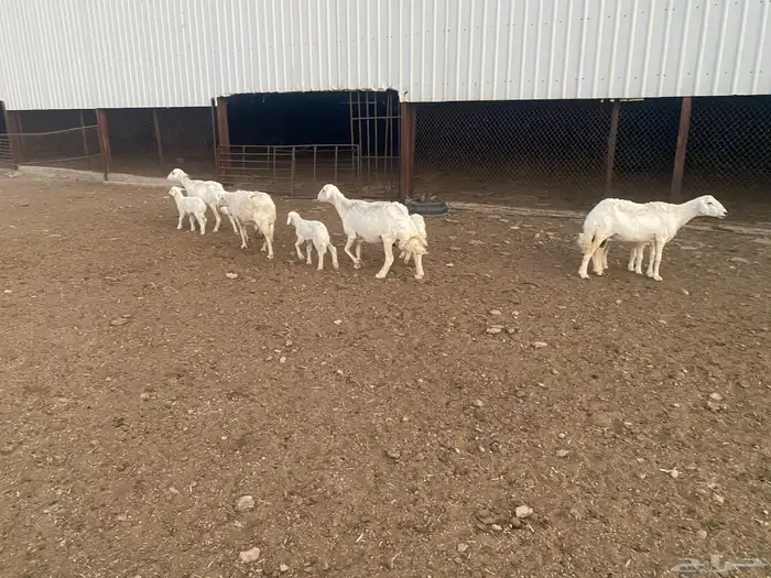 ضان حري مطافيل 3