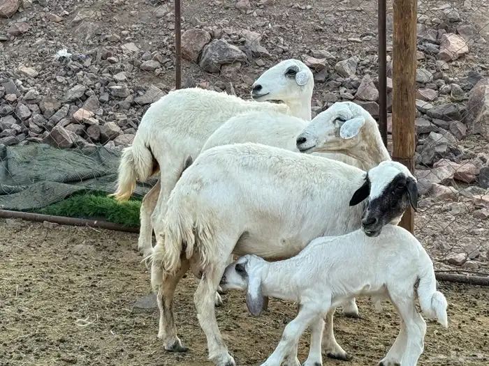 ضان حريات 9