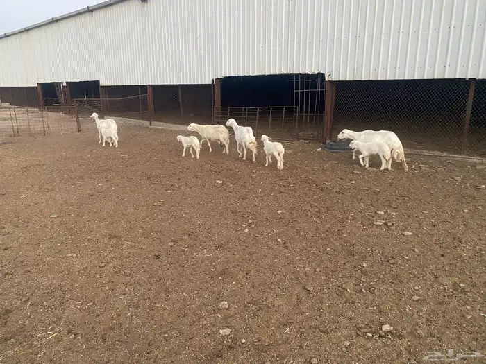 ضان حري مطافيل 2