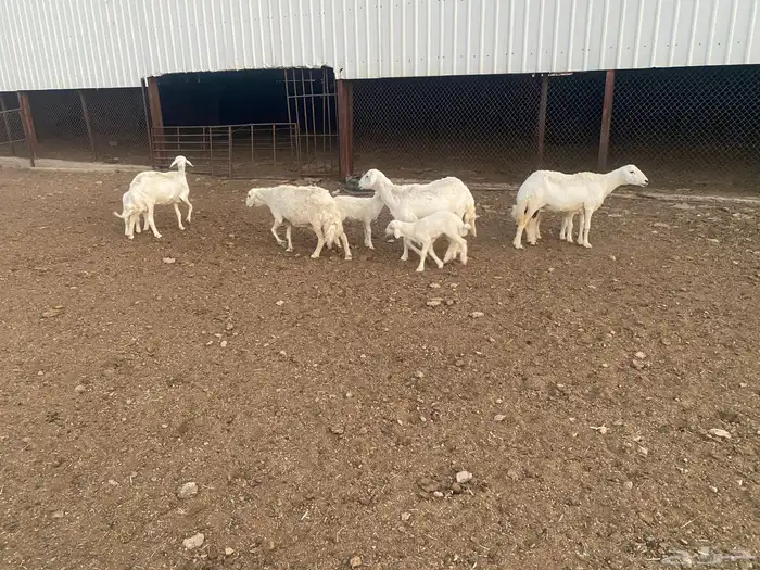 ضان حري مطافيل 4