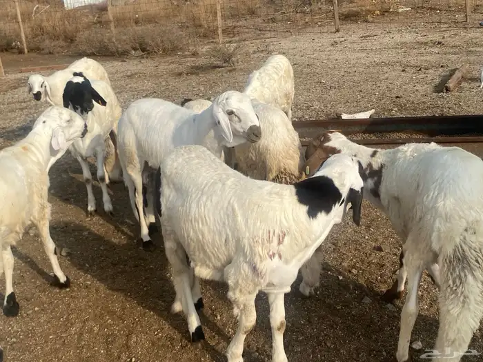 طليان دمازين سواكني 8