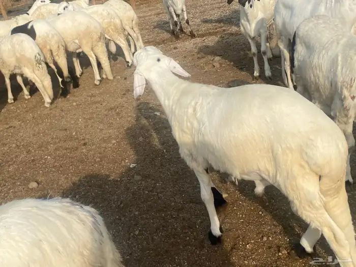طليان دمازين سواكني 7