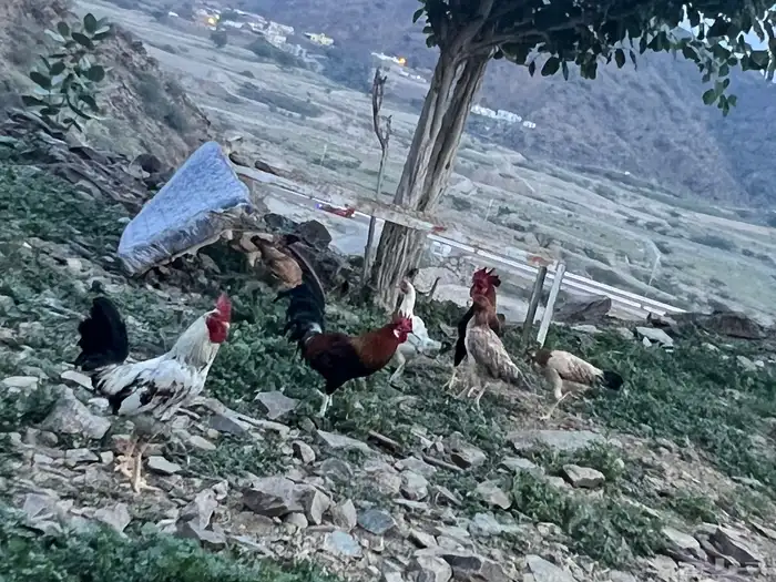 دجاج بلدي للبيع 1