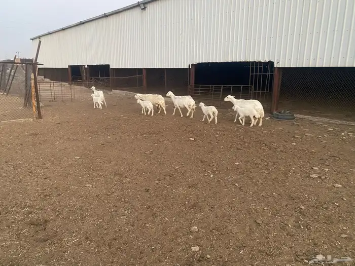 ضان حري مطافيل 0