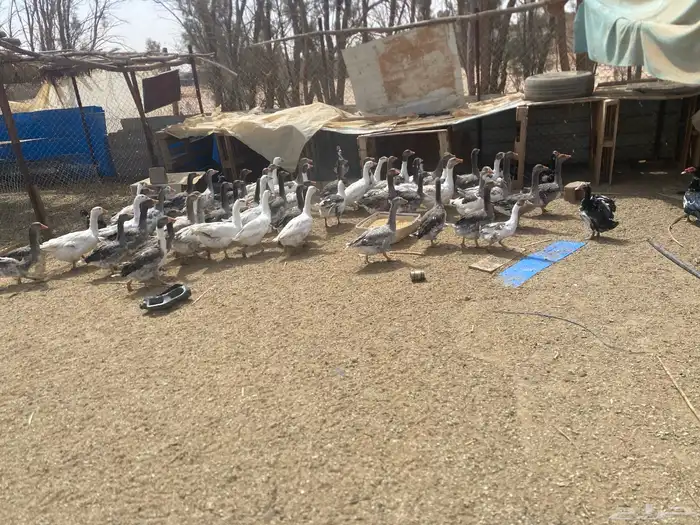 وز للبيع 4
