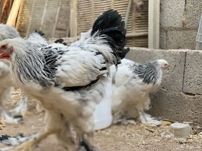 براهما 0