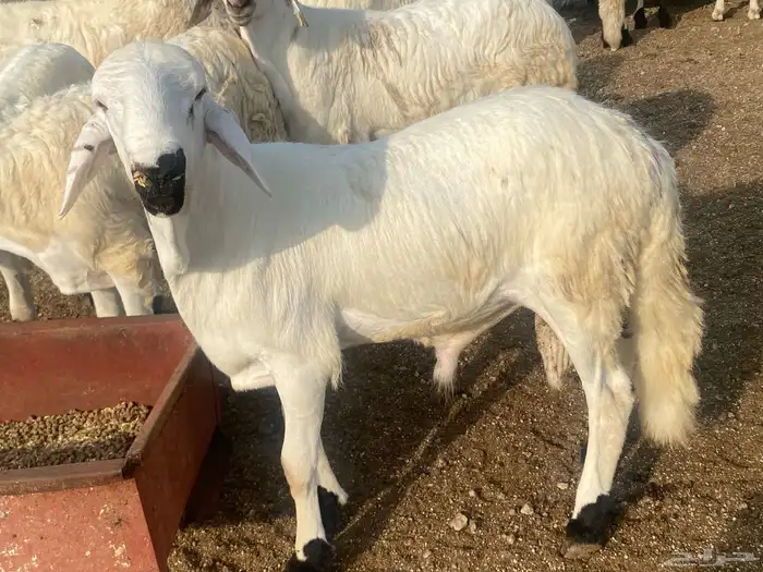 طليان دمازين سواكني 6