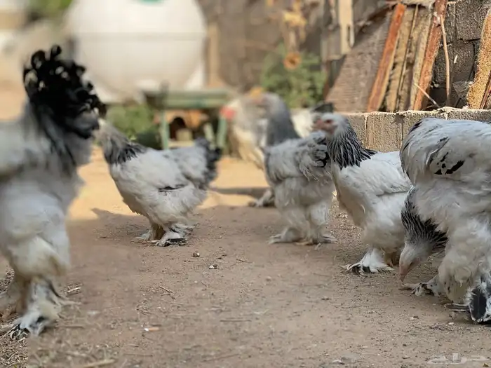 براهما 3