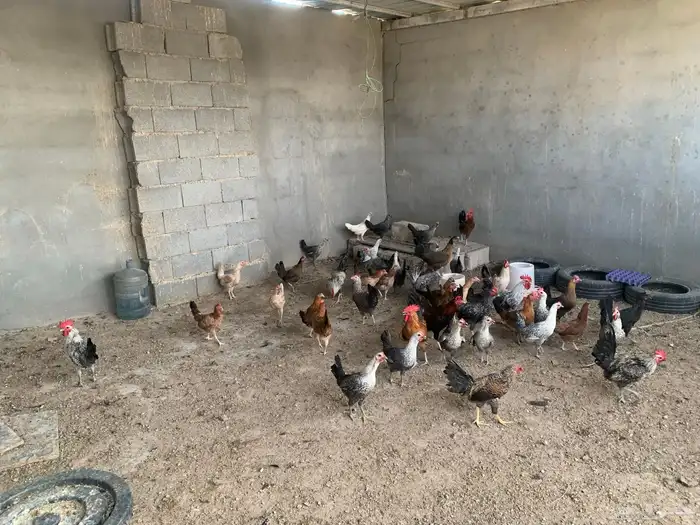 دجاج بلدي مشكل بياض فيه من فيومي وفواتح 0