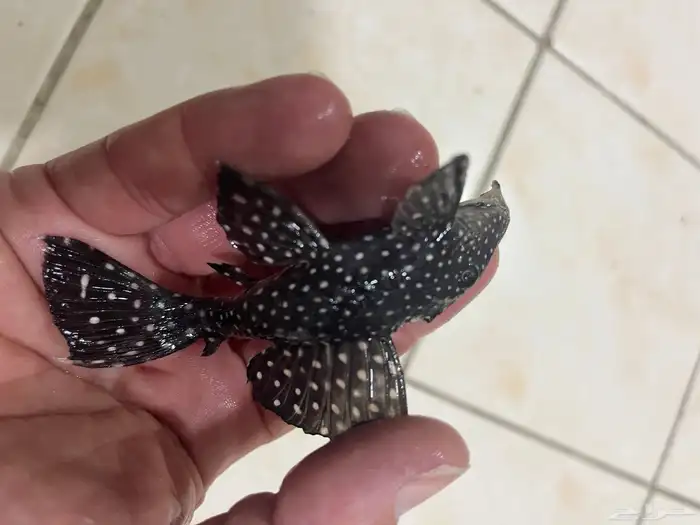 سمك بليكو نادر جدا 1