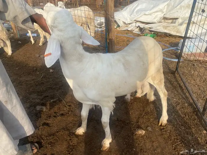 طليان دمازين سواكني 0