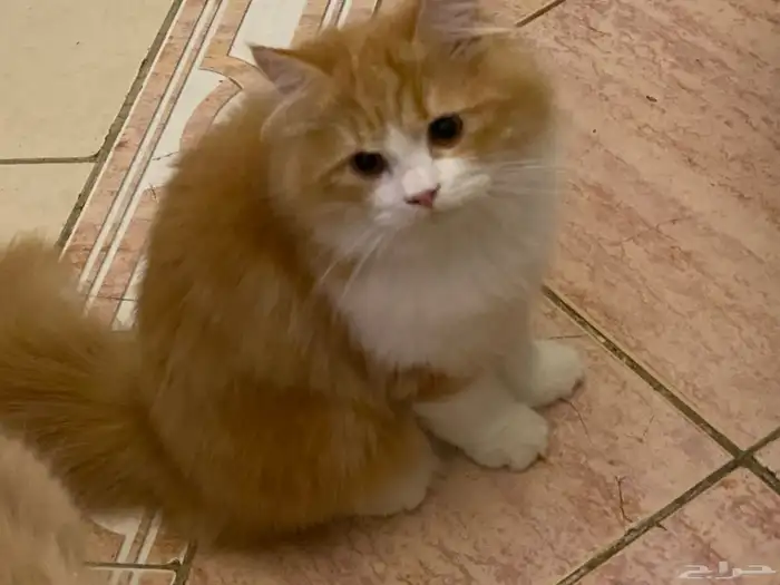 قطط لتبني عمرها سته شهور 2
