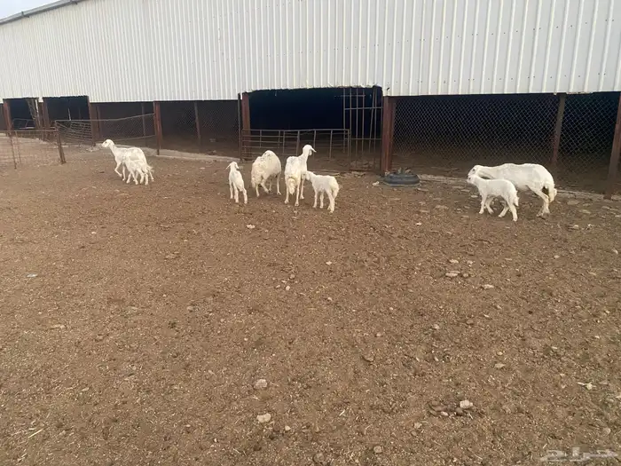 ضان حري مطافيل 1