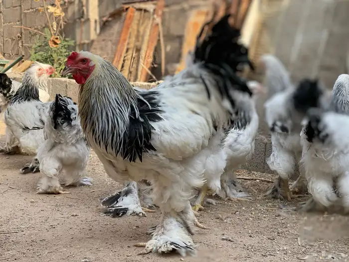 براهما 1