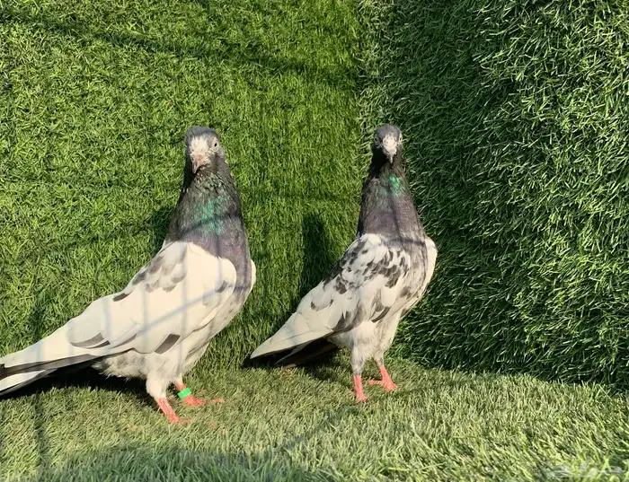 زوج تيدي Top (( تممم البييع )) 1