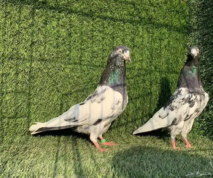 زوج تيدي Top (( تممم البييع )) 2