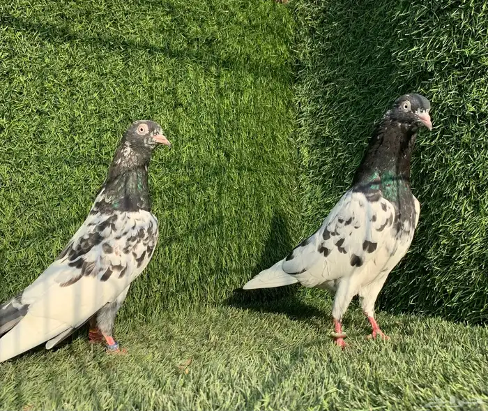 زوج رامبوري 0