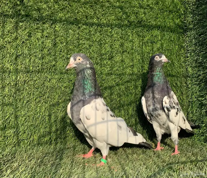 زوج تيدي Top (( تممم البييع )) 0