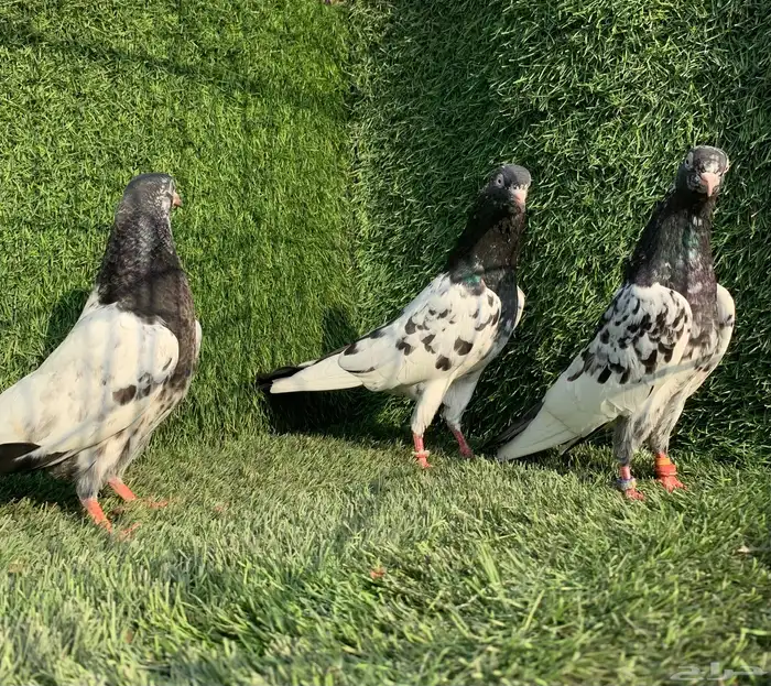 زوج رامبوري 1