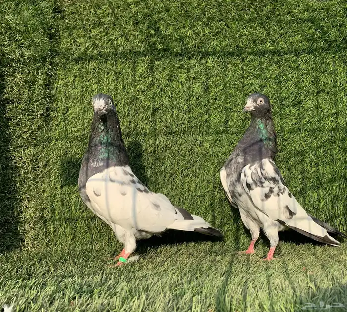 زوج تيدي Top (( تممم البييع )) 3