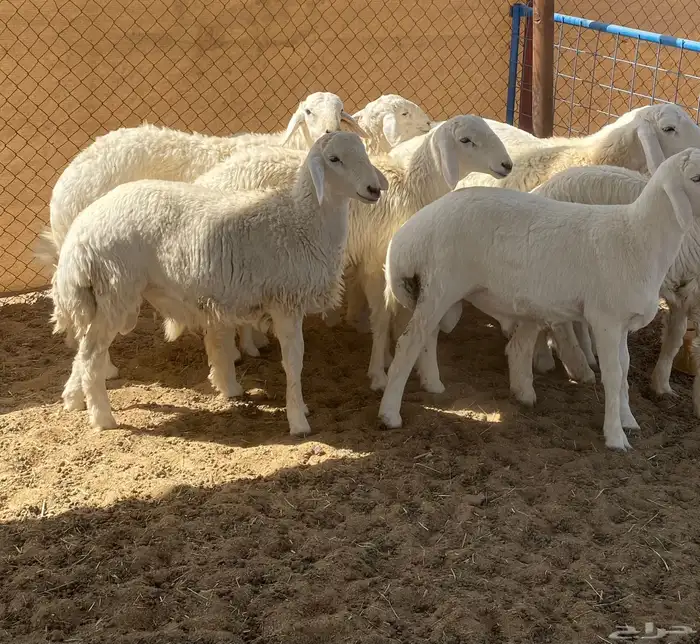 طليان تم البيع 4