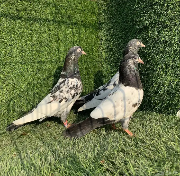 زوج رامبوري 2