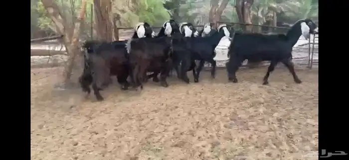 للبيع 7 معزا عوارض طيبه 10