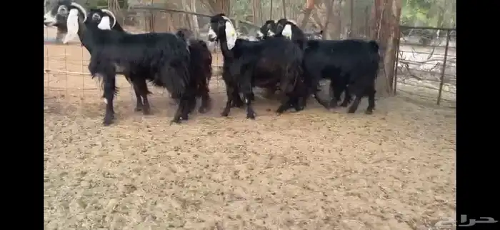 للبيع 7 معزا عوارض طيبه 3
