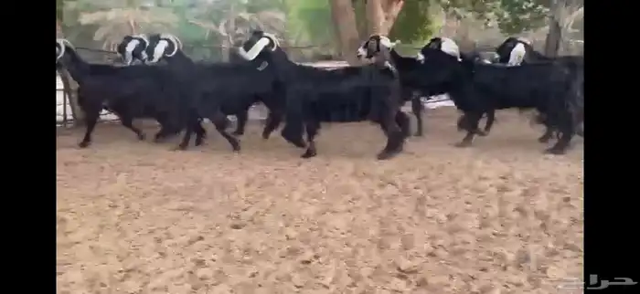 للبيع 7 معزا عوارض طيبه 0