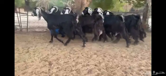 للبيع 7 معزا عوارض طيبه 7