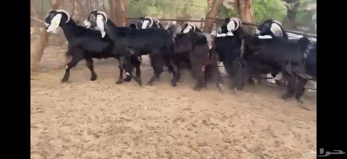 للبيع 7 معزا عوارض طيبه 5