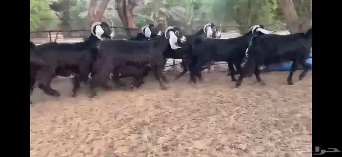 للبيع 7 معزا عوارض طيبه 9