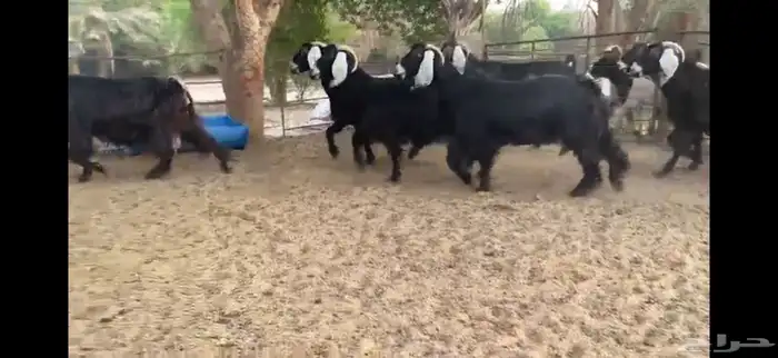 للبيع 7 معزا عوارض طيبه 1