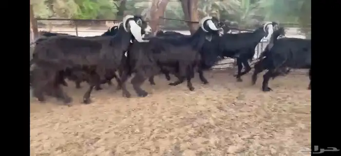 للبيع 7 معزا عوارض طيبه 2