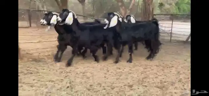 للبيع 7 معزا عوارض طيبه 11