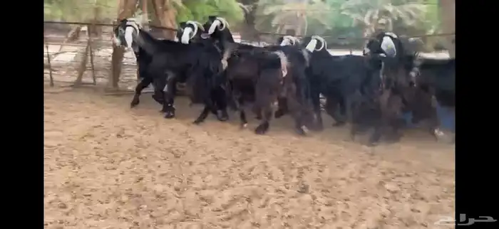 للبيع 7 معزا عوارض طيبه 6