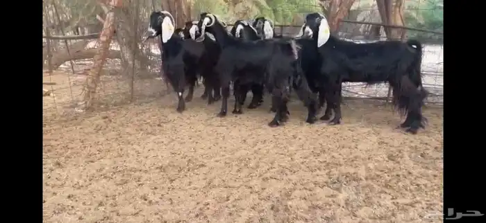 للبيع 7 معزا عوارض طيبه 13