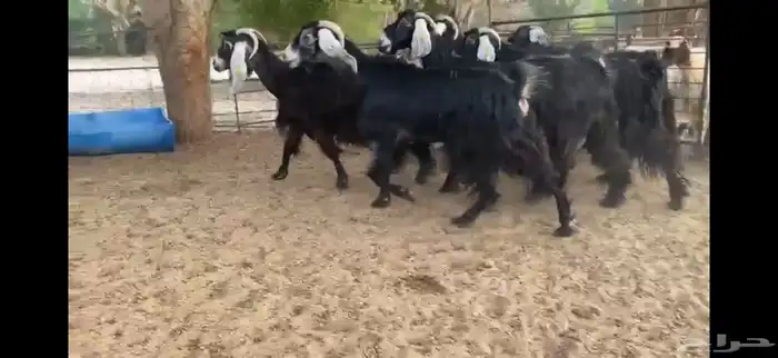 للبيع 7 معزا عوارض طيبه 8