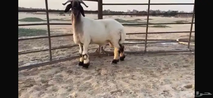 للبيع جذع نعيمي صنف فاخر جدا 3