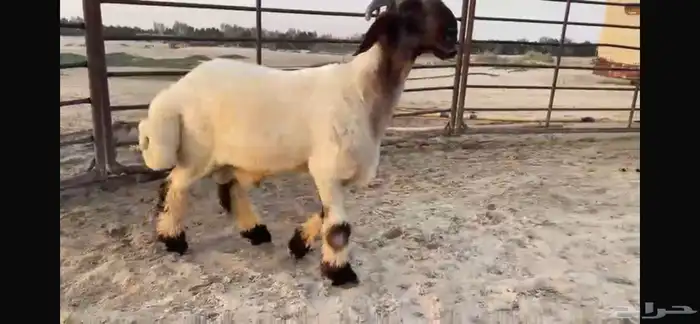 للبيع جذع نعيمي صنف فاخر جدا 4