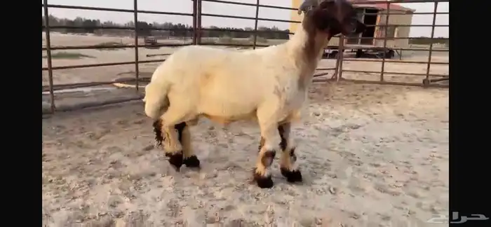 للبيع جذع نعيمي صنف فاخر جدا 6